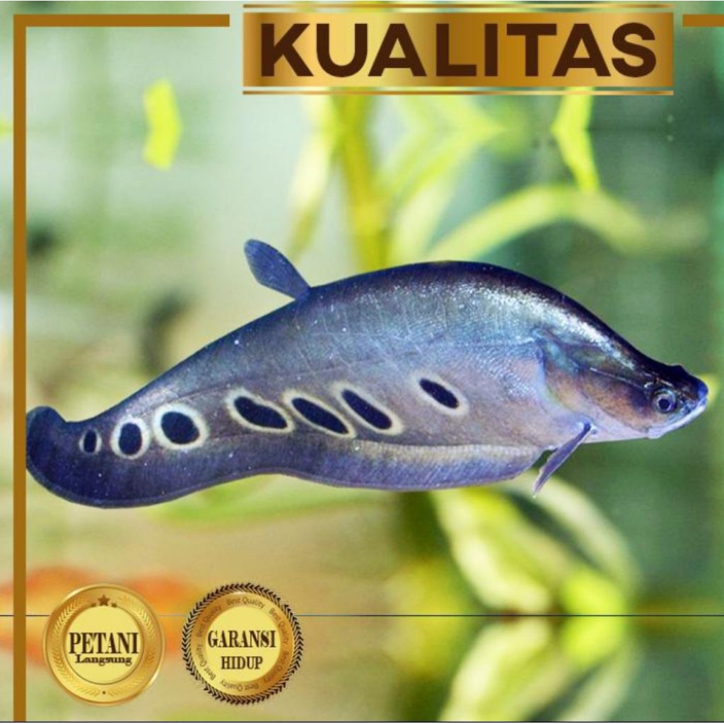 Belida Bangkok 10 - 12 cm Ikan Hias Predator