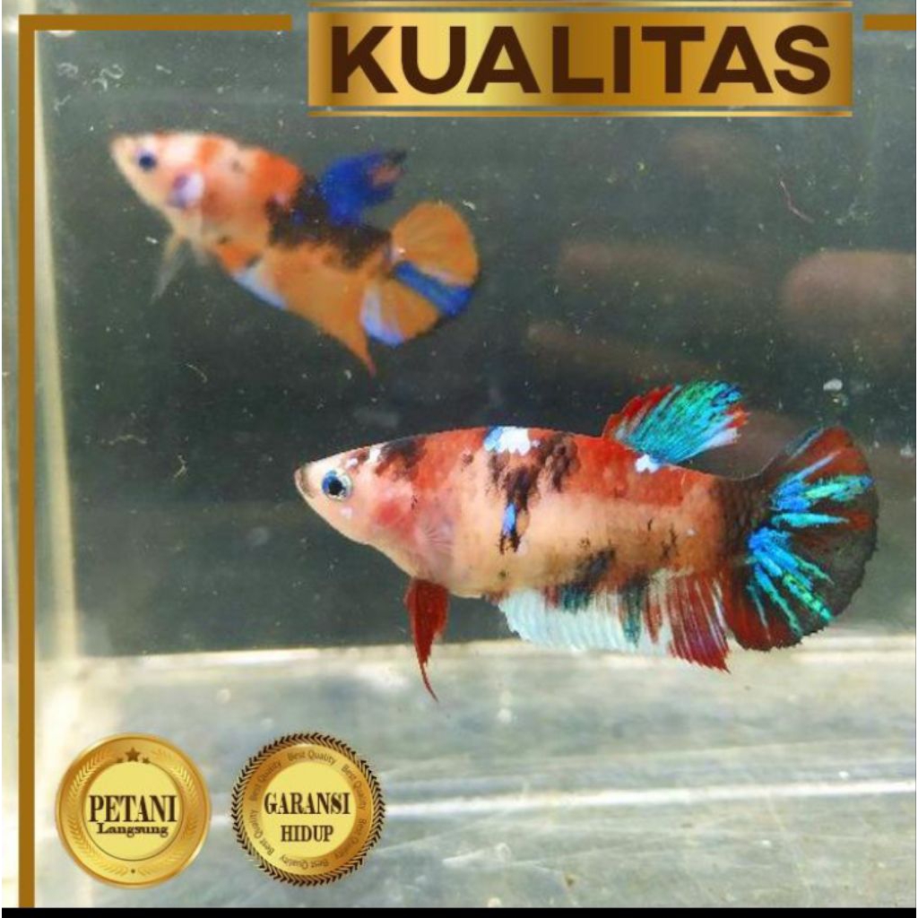 Cupang Betina Multicolor Ikan Hias