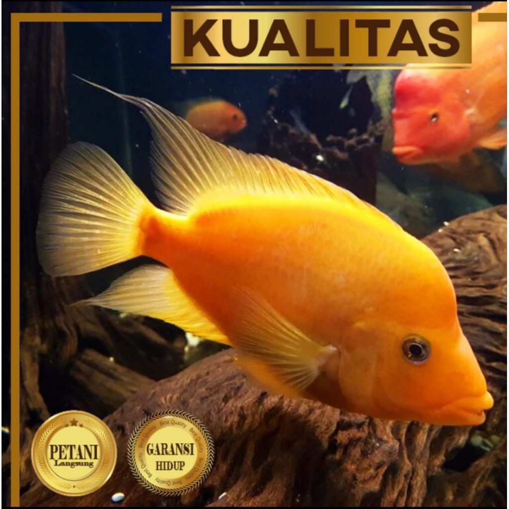 Red Devil Cichlid Ikan Hias Predator Hiasan