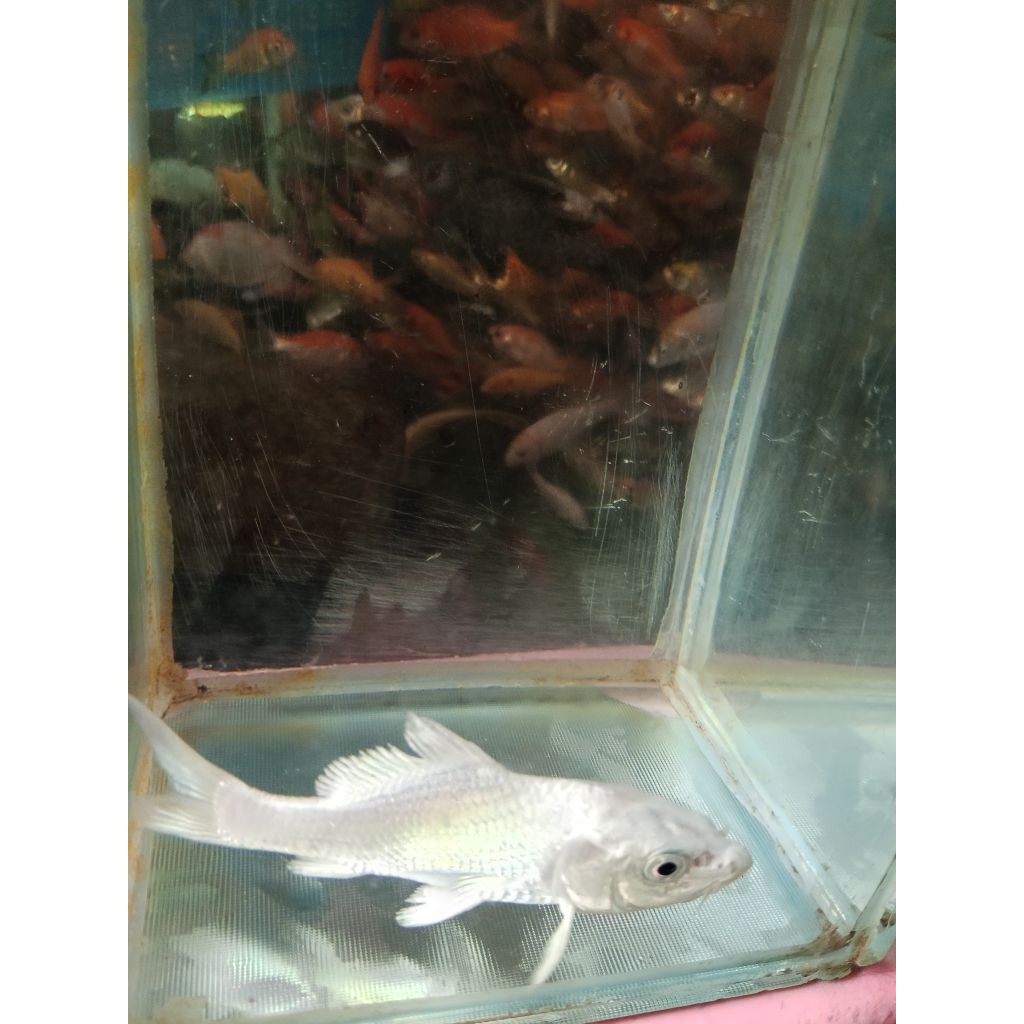 Ikan Koi Platinum Dan Platinum Slayer white