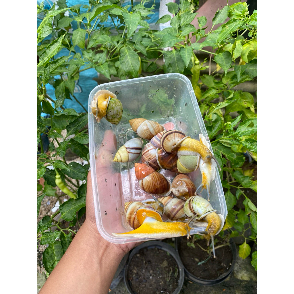 bekicot putih albino