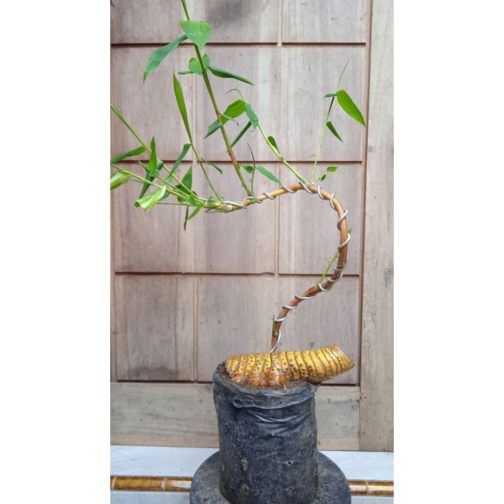 Bonsai bambu kuning
