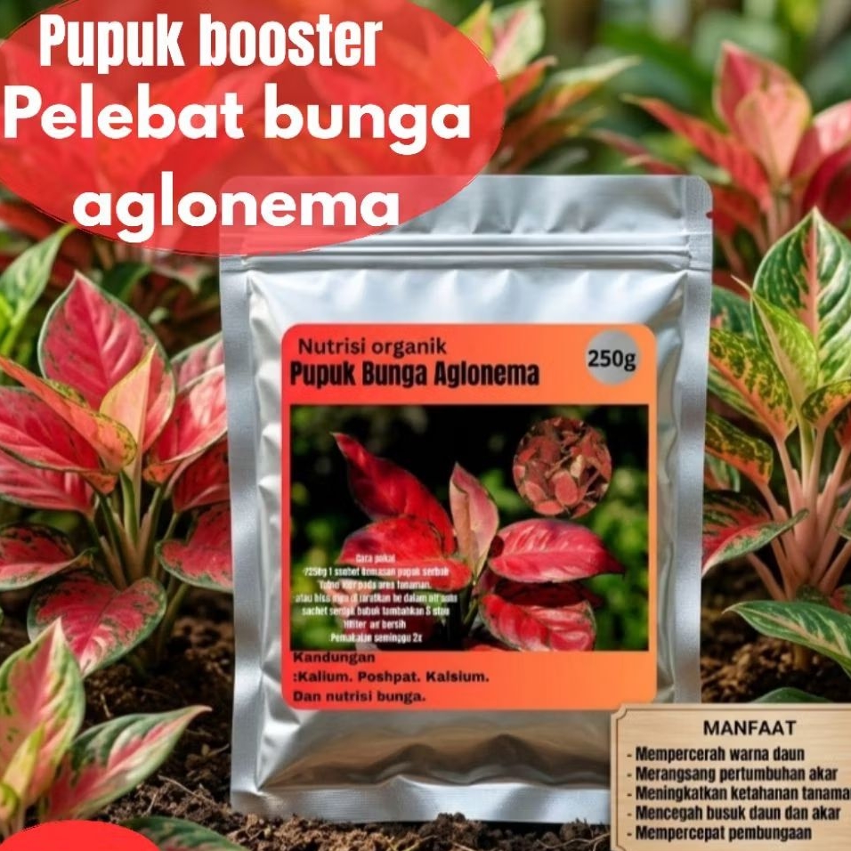 Pupuk aglaunema bunga aglonema