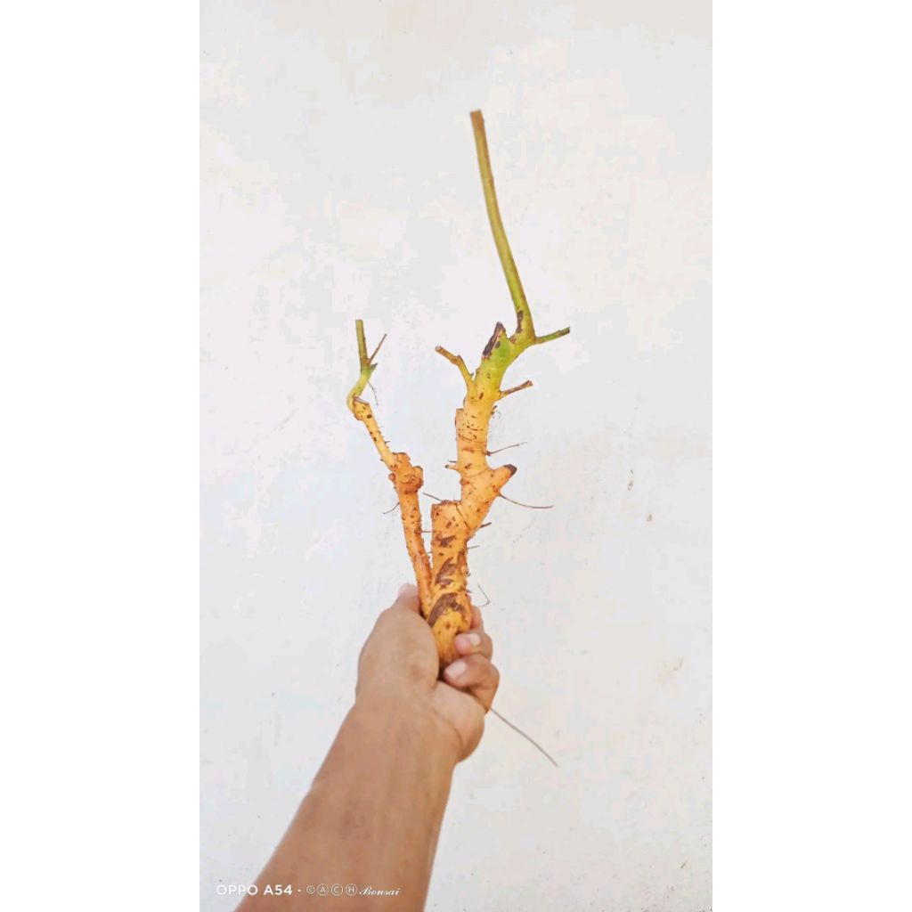 bahan bonsai serut mame fress