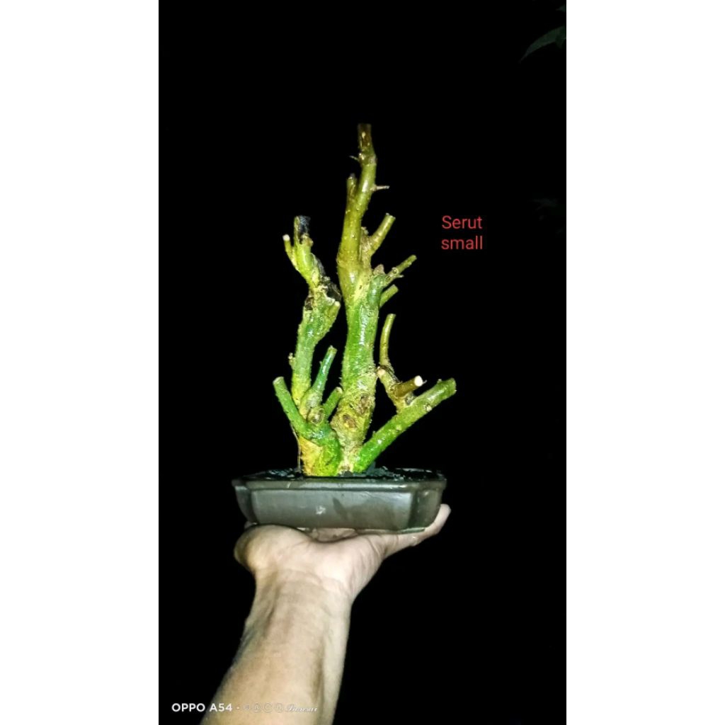 bahan bonsai serut mame fress