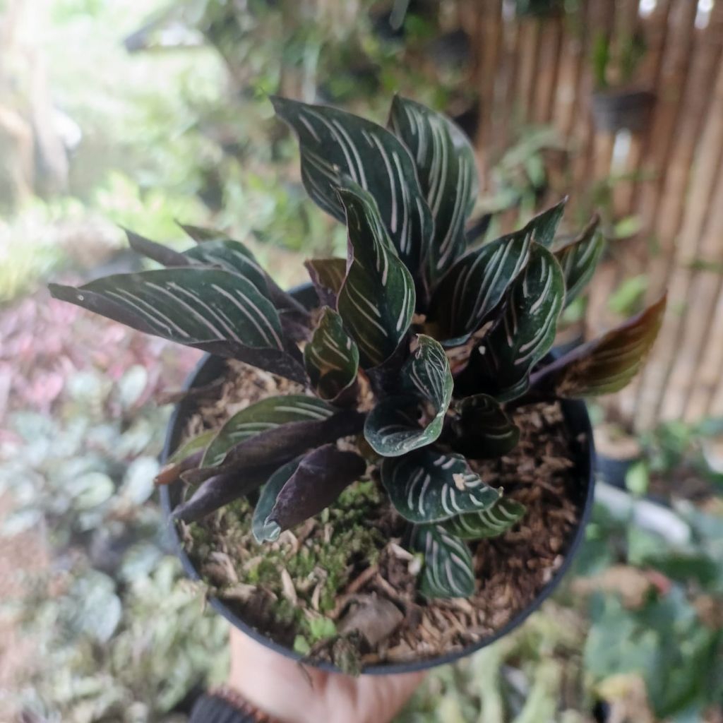 calathea ornat mini import/calathea koleksi