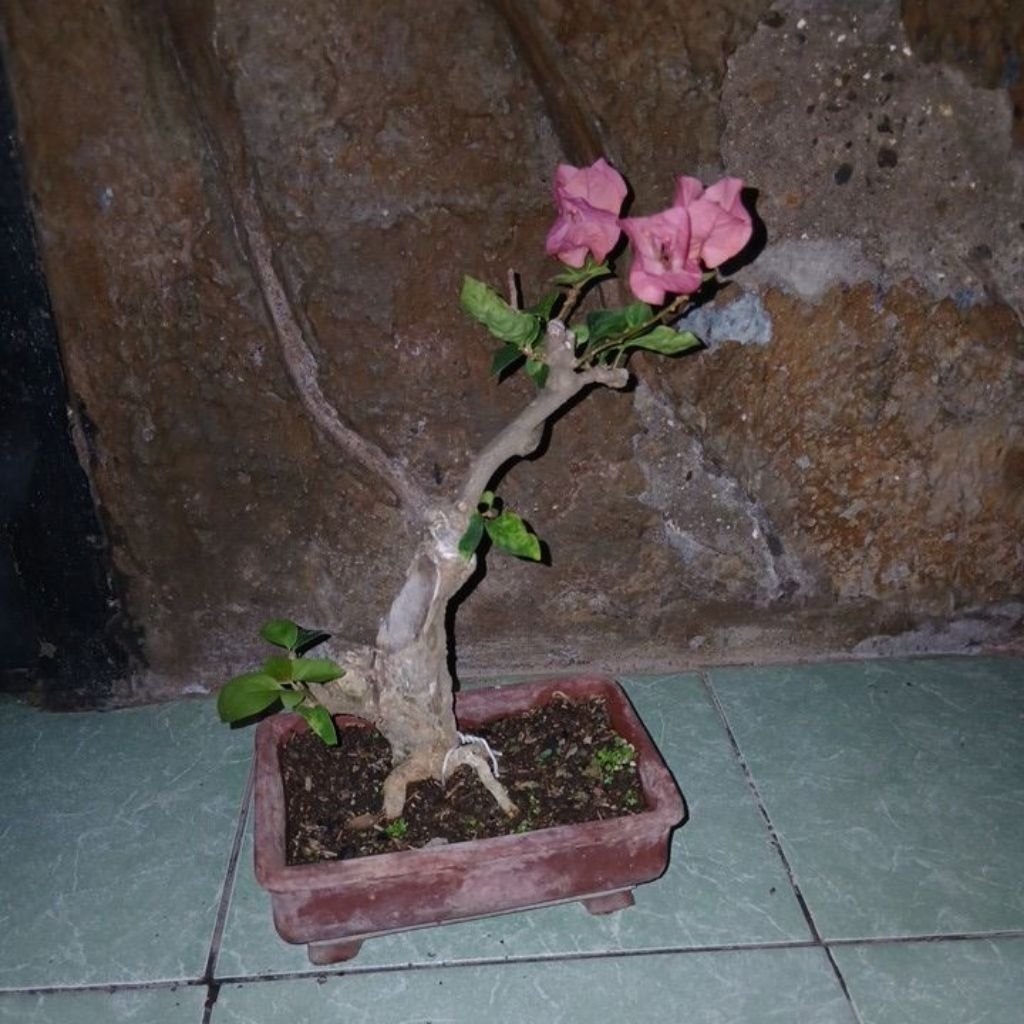 bonsai bugenvil