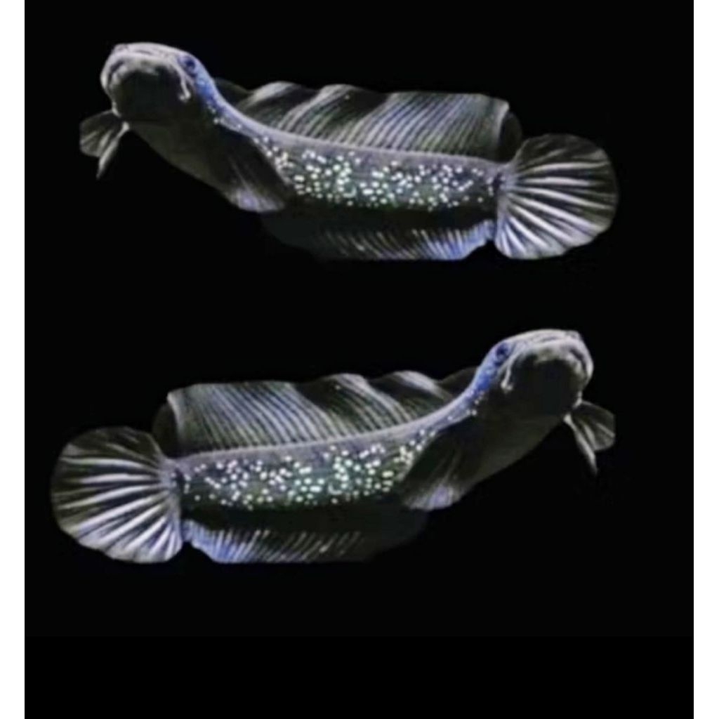 channa asiatica ws 9-10 cm high fin