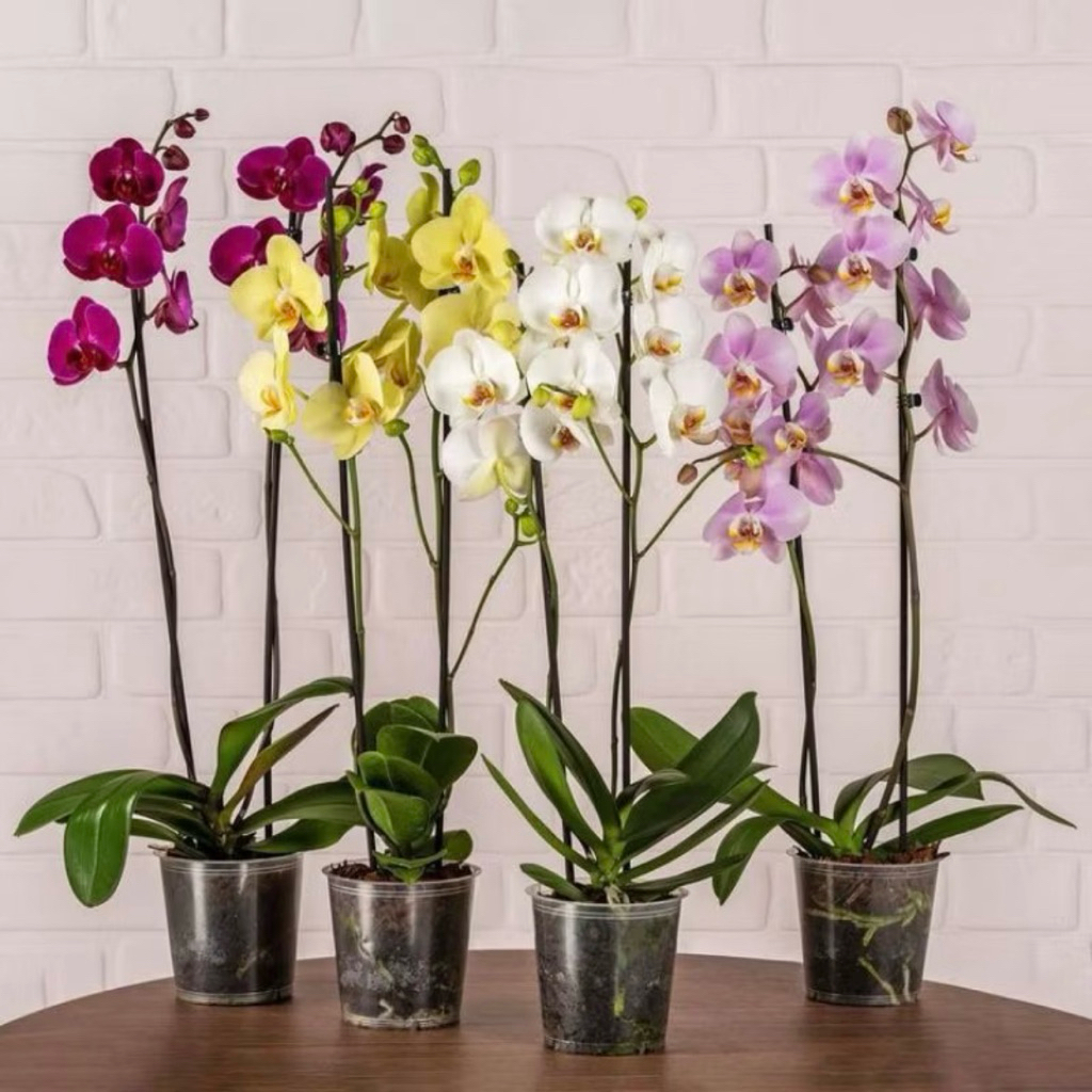 Promo Paket 4 Tanaman Anggrek dendrobium - anggrek cantik - bunga anggrek