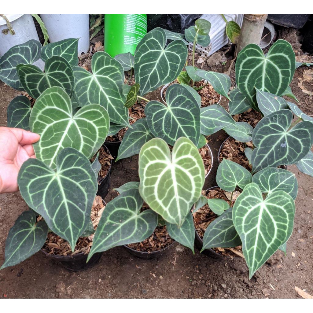 anthurium/kuping gajah (clarinervium)