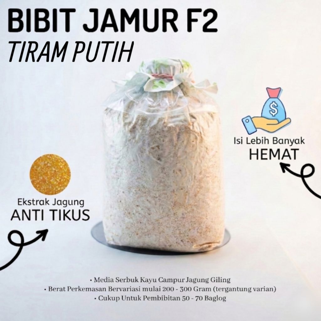 Bibit Jamur F2 Tiram Putih media serbuk kayu jagung
