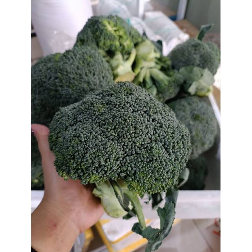 Brokoli import / sayuran brokoli import / brokoli impor 1 box 10kg