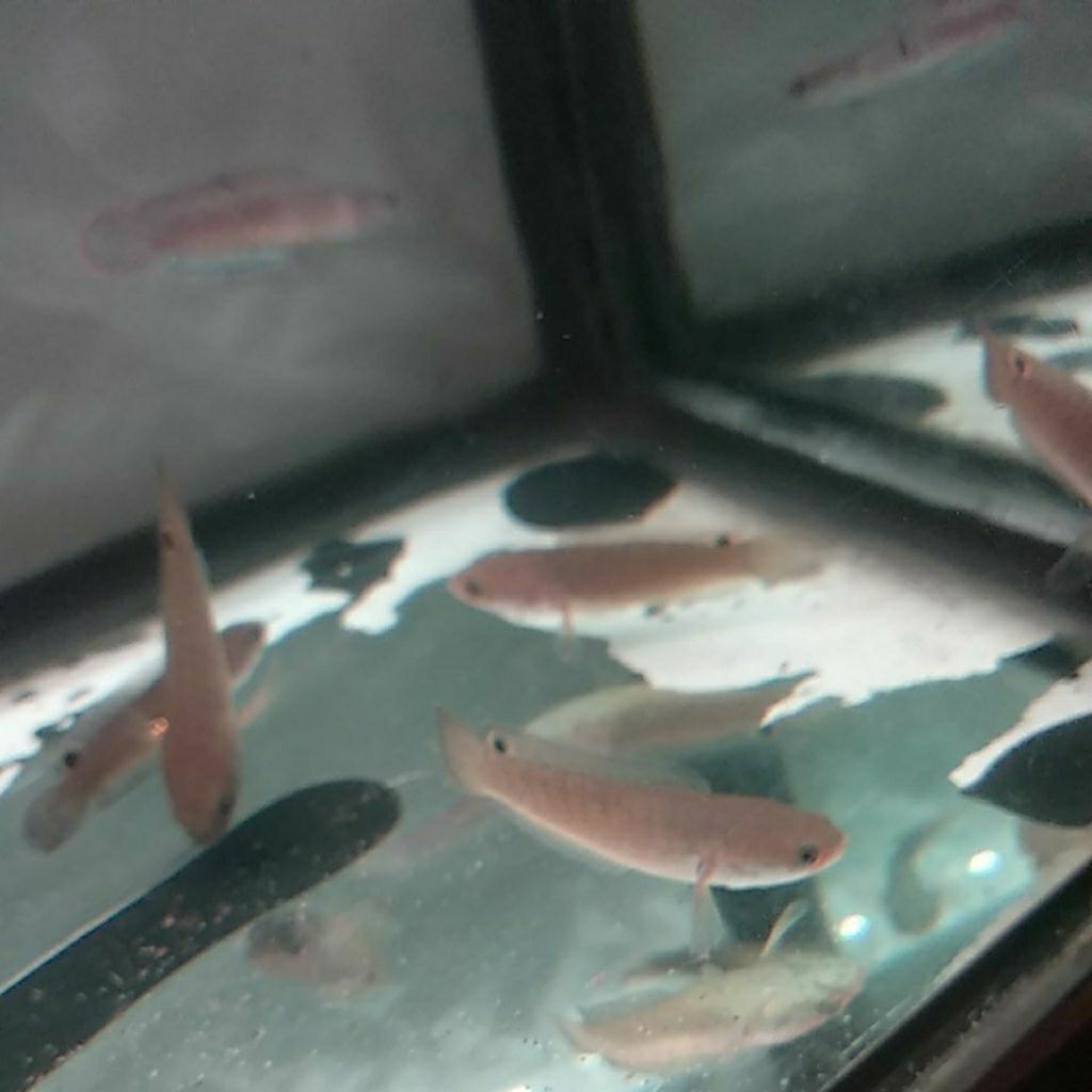 BLUE BENGAL CHANNA SSB 4-5 CM