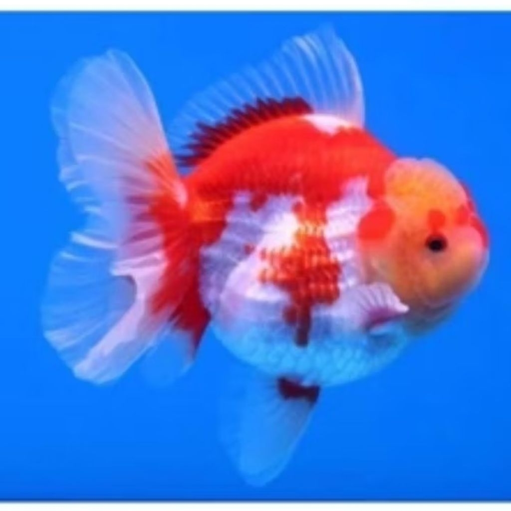 IKAN KOKI ORANDA RW