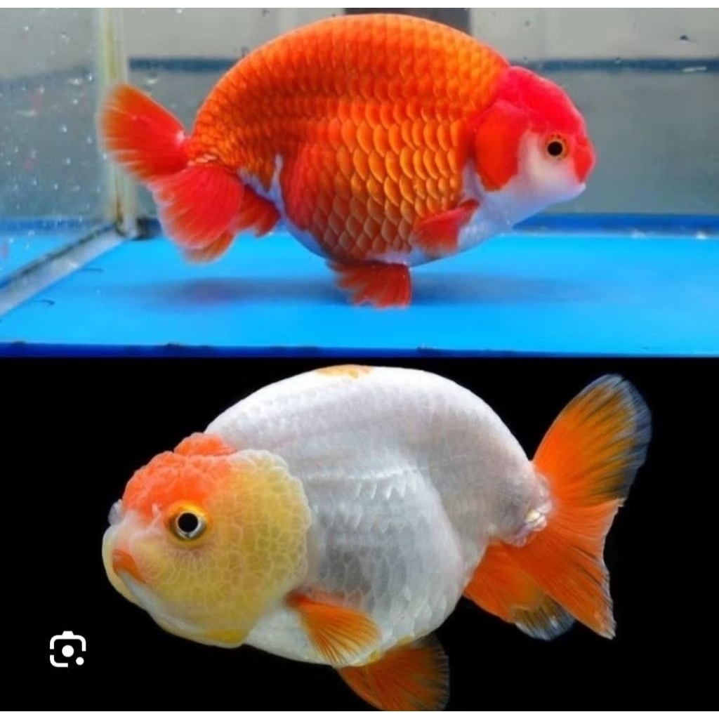 IKAN KOKI RANCU RW SIZE 8/10cm
