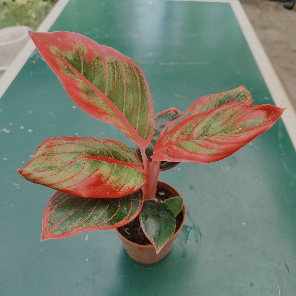 Tanaman Hias Aglonema Kansa