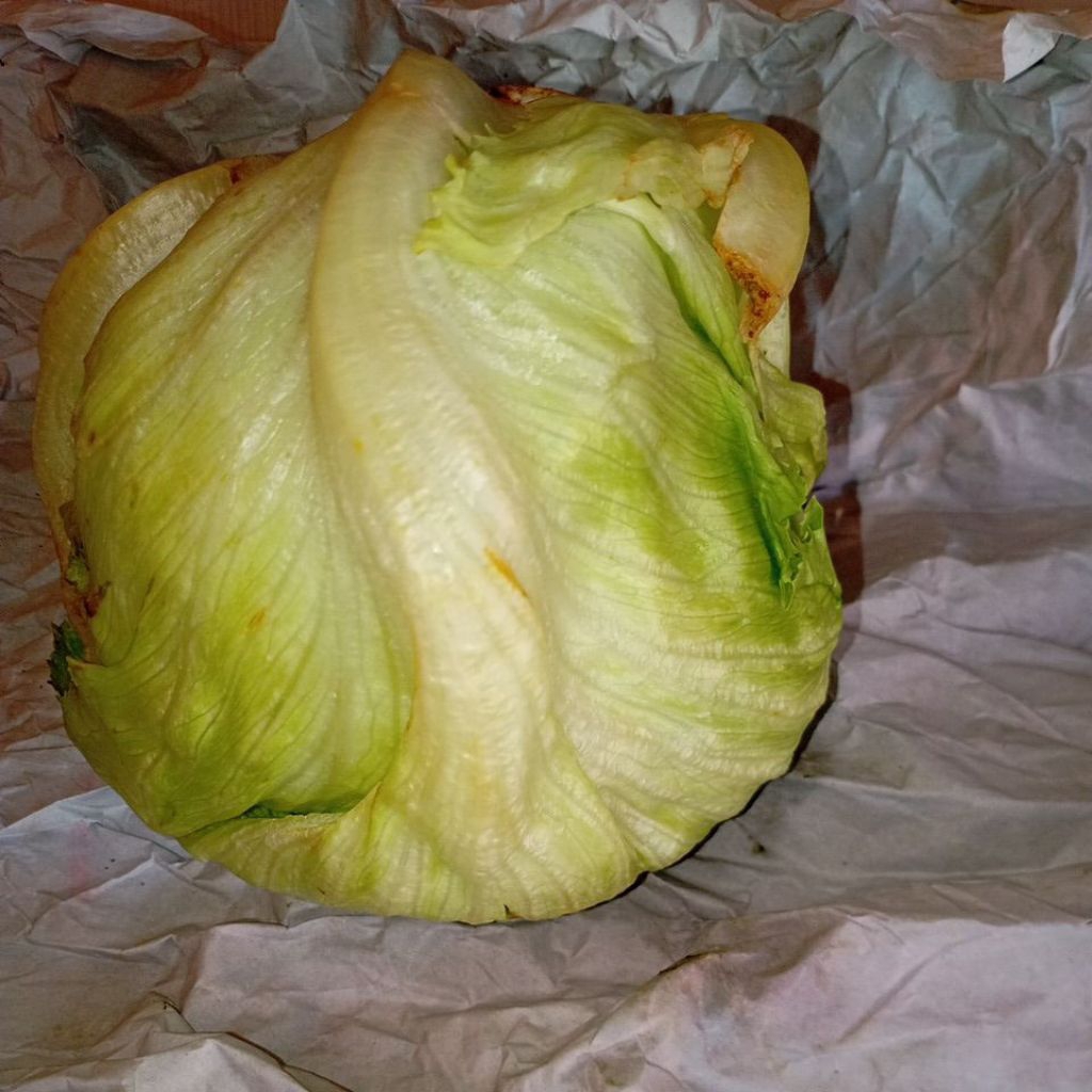 Sayur Letus HedLetus / LetuceRomain segar kg