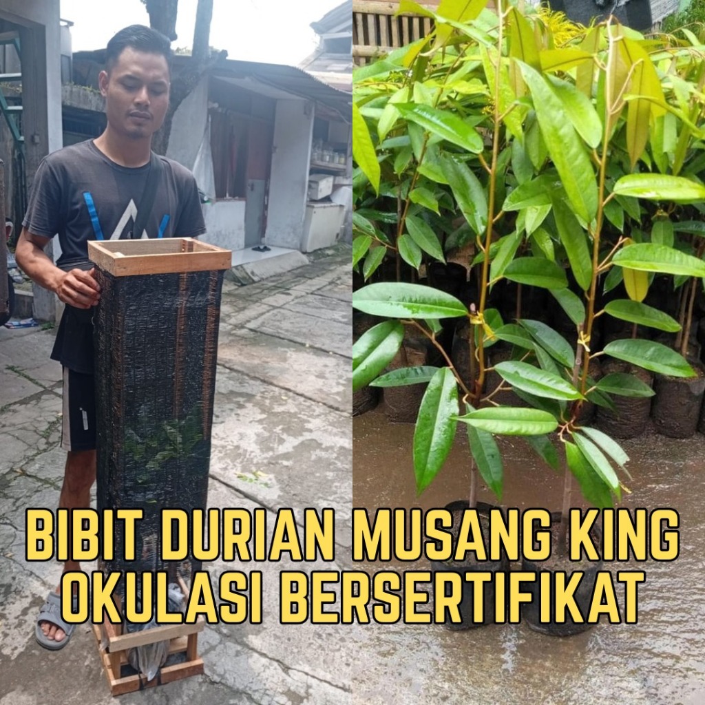 Bibit Durian Musangking Super Okulasi Tinggi 80-100cm Siap Tanam Packing Kayu