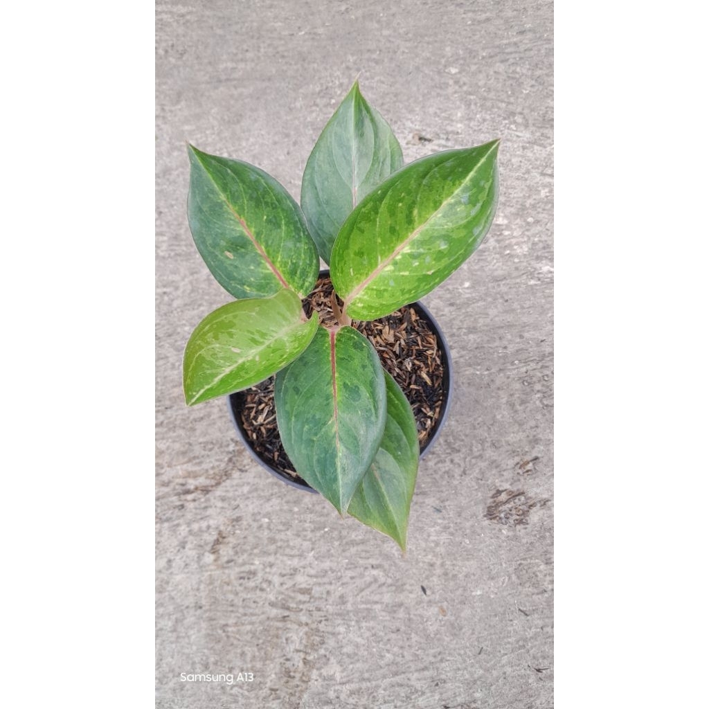 Aglonema Betty Bob Rumpun 2 (Size Remaja)