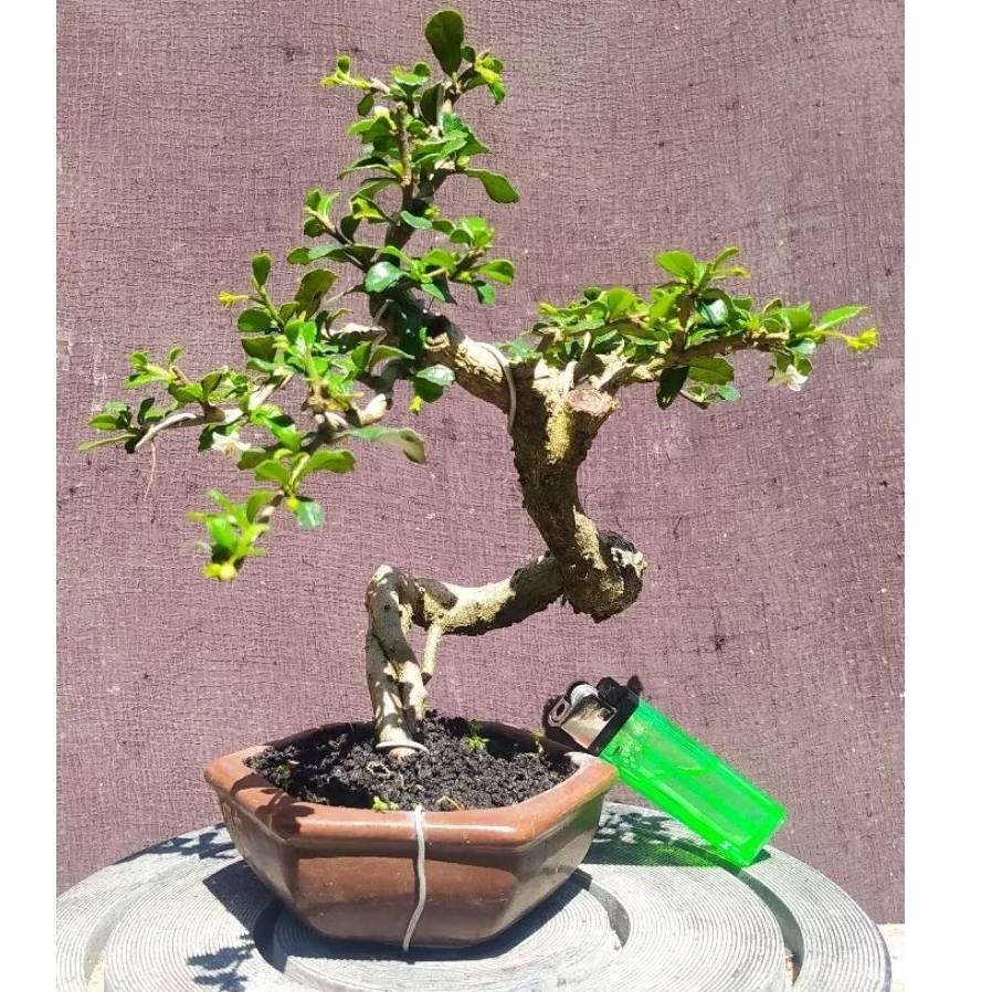 bonsai hokianti mikro mame cakep + pot keramik