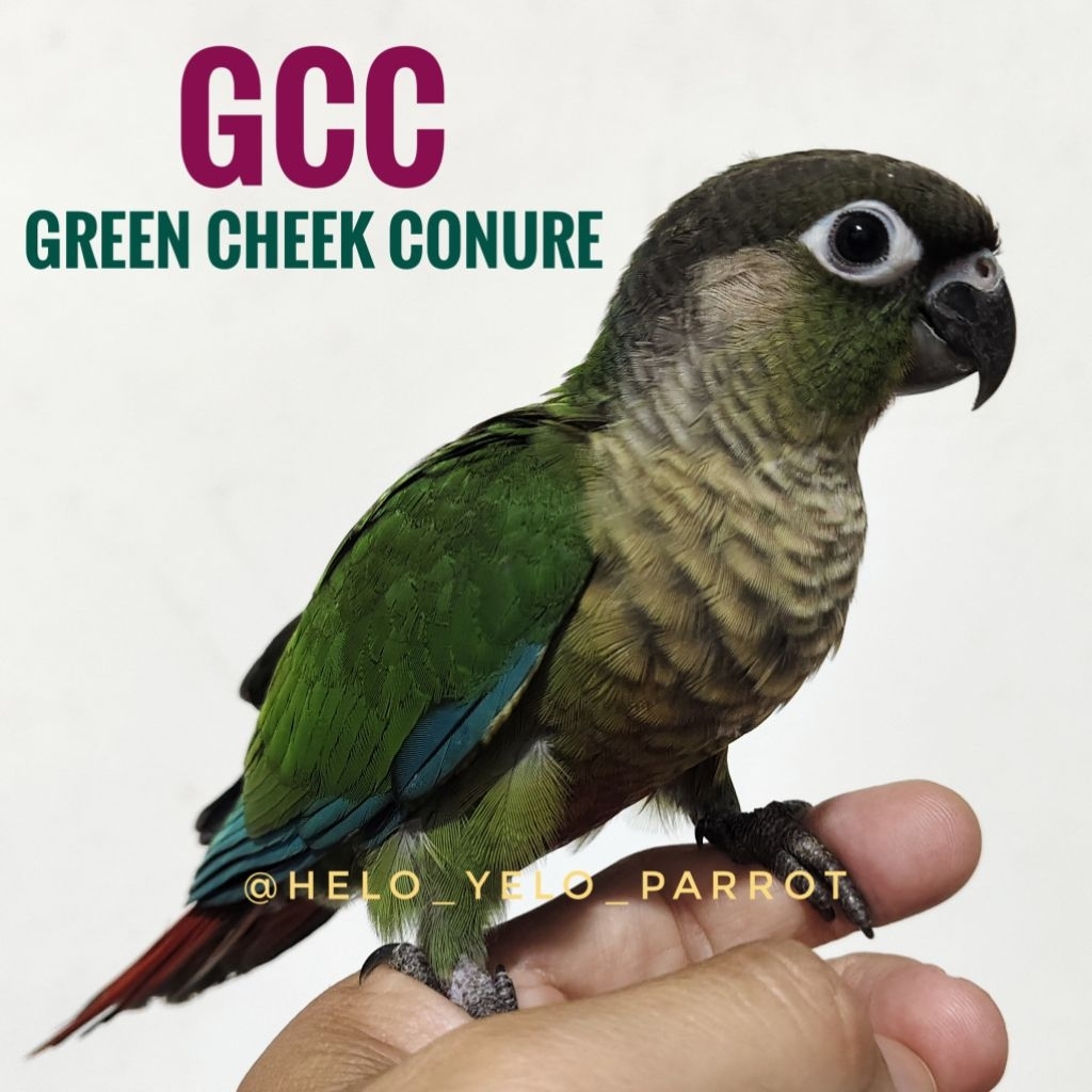 Green Cheeked Conure - GCC