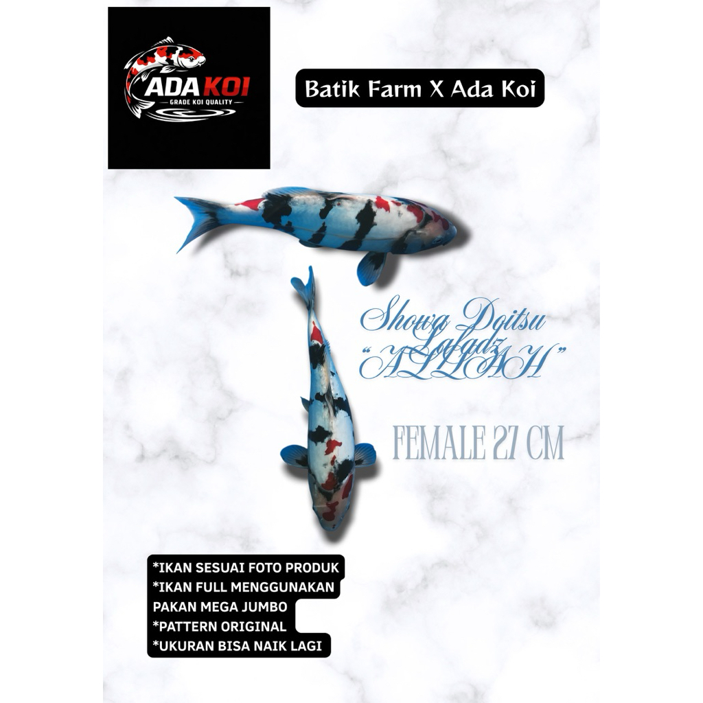 Showa Doitsu HQ Unik Mukjizat - Showa Doitsu Murni - Showa - Koi Blitar HQ - Ikan Koi