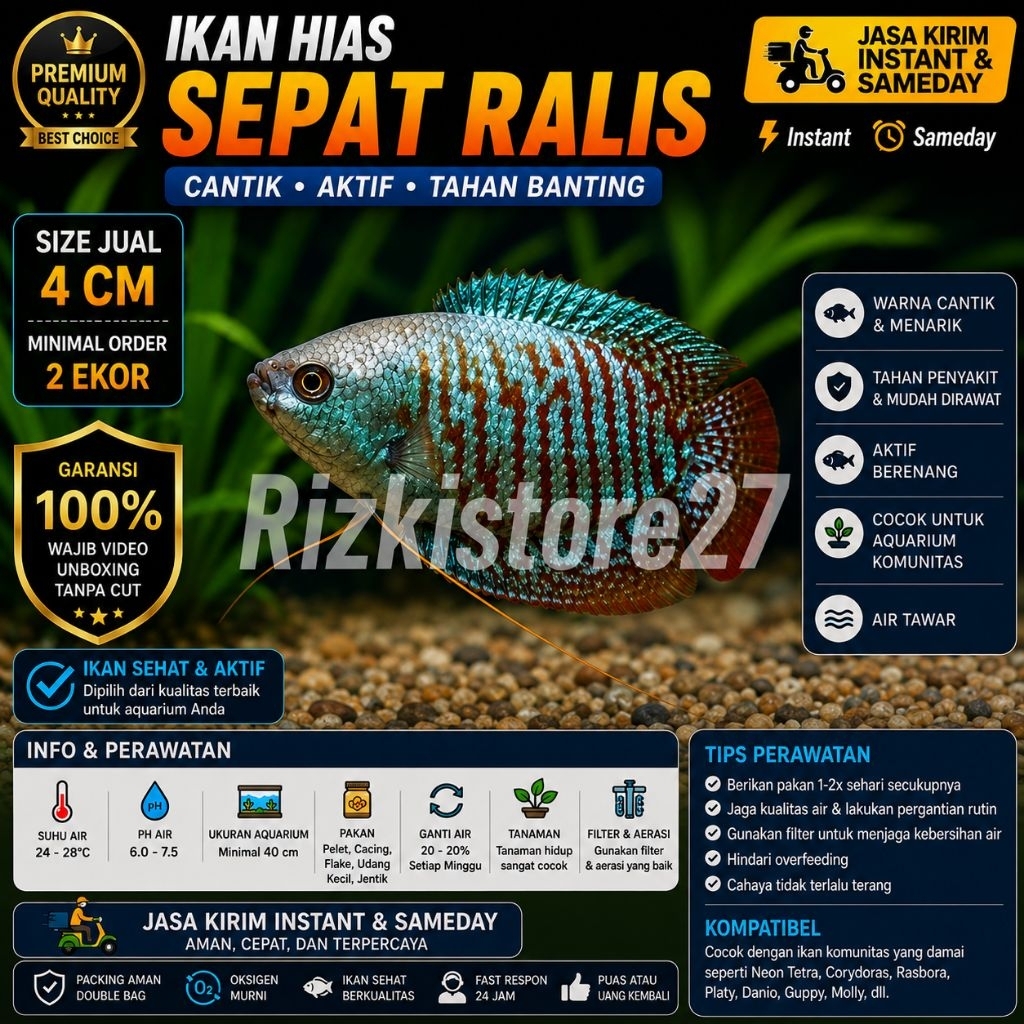 Ikan Hias Sepat Ralia Size 4 Cm Aquarium Air Tawar Aquascape