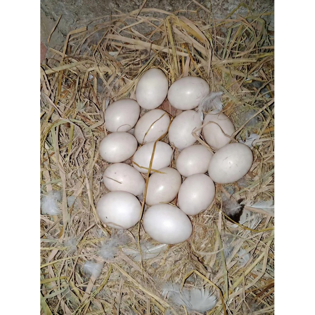 TELUR MENTOK RAMBON UKURAN JUMBO UNTUK DI TETASKAN