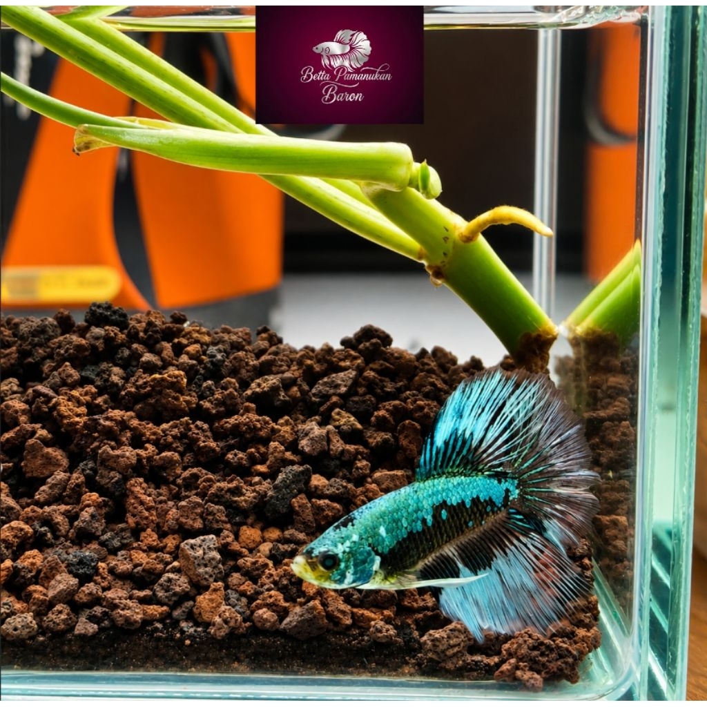 Avatar Samurai Hulk HM Betta Fish