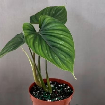 Philodendron Plowmanii - Plowmanii Ekonomis