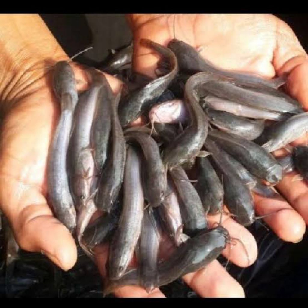 benih lele mutiara 40 pcs