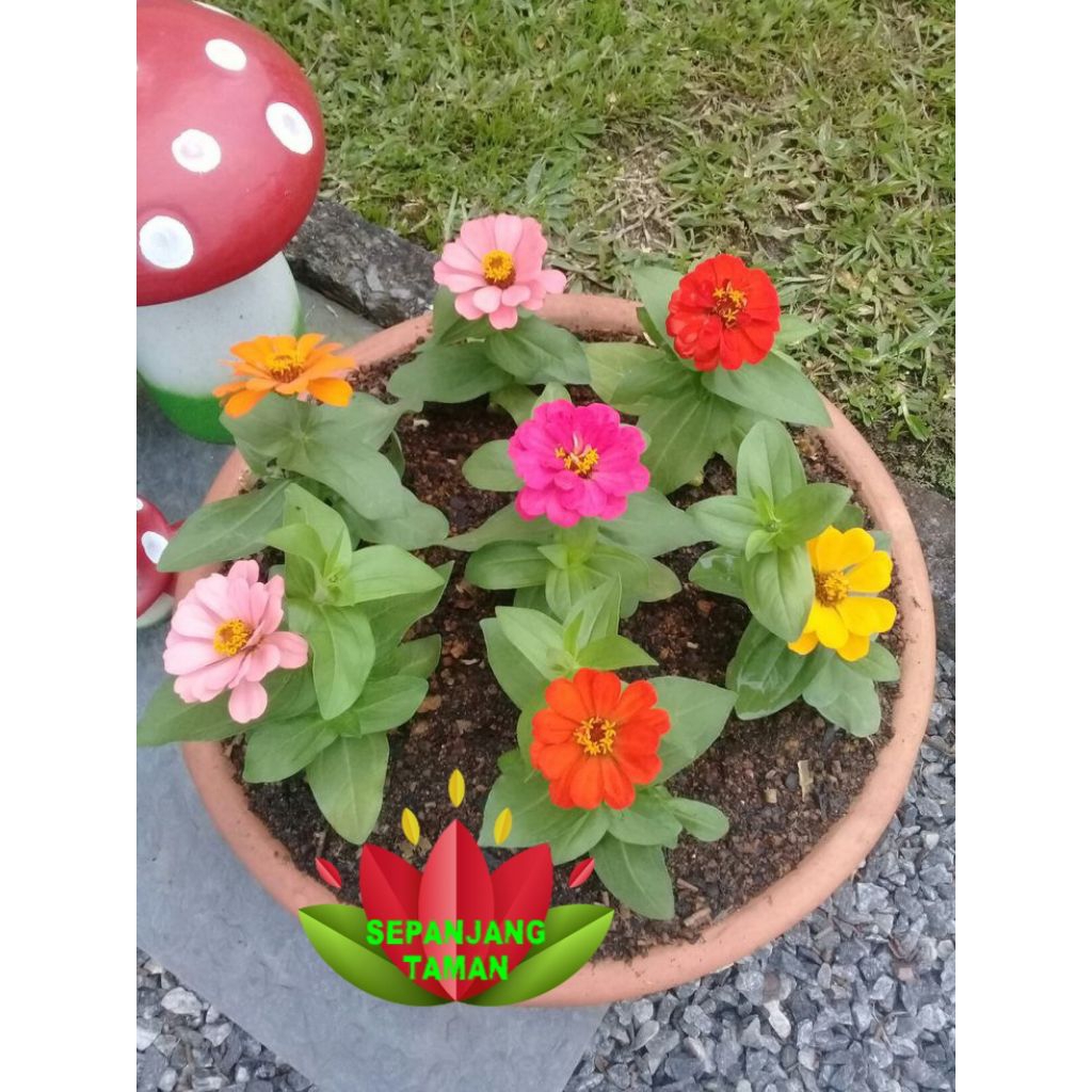 Tanaman Hias Bunga Zinnia Kertas / Tanaman Hias Bunga Kertas Zenia