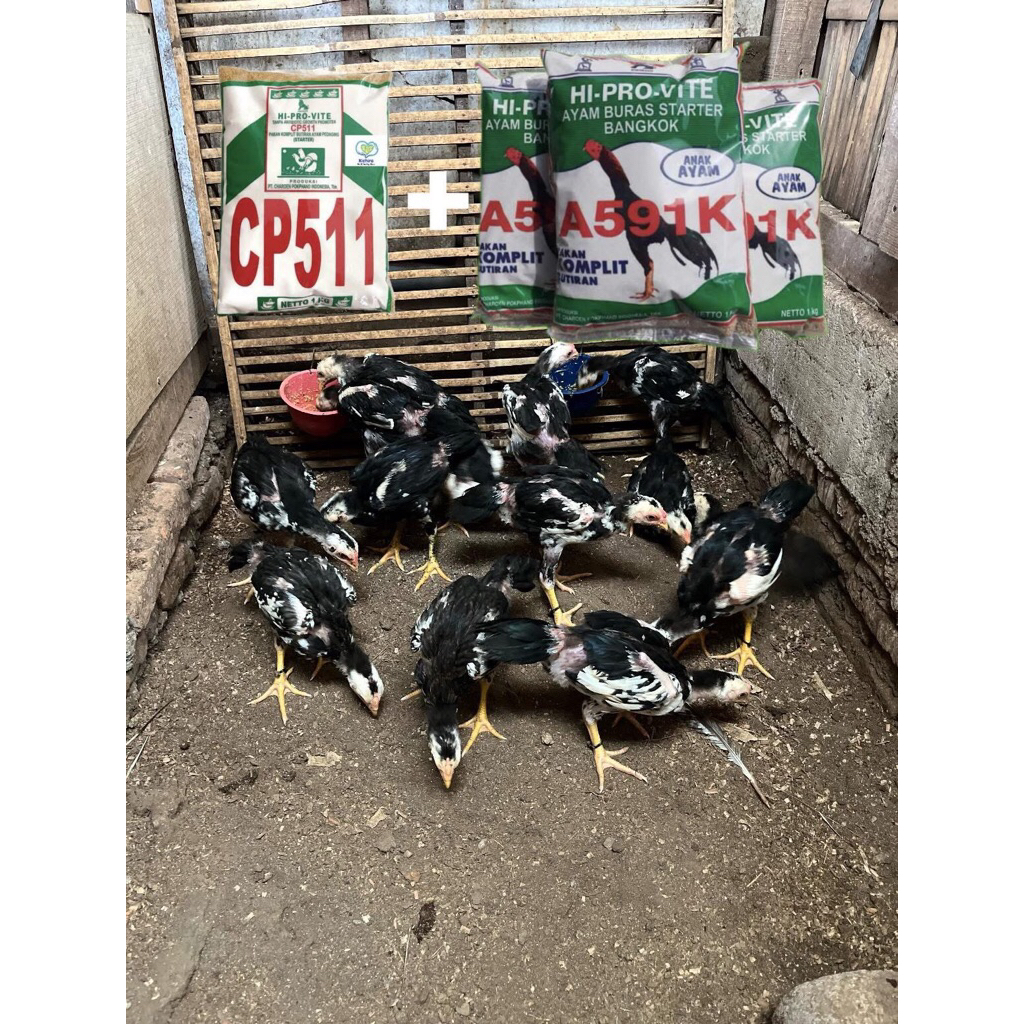 pur ayam 511 dan 591