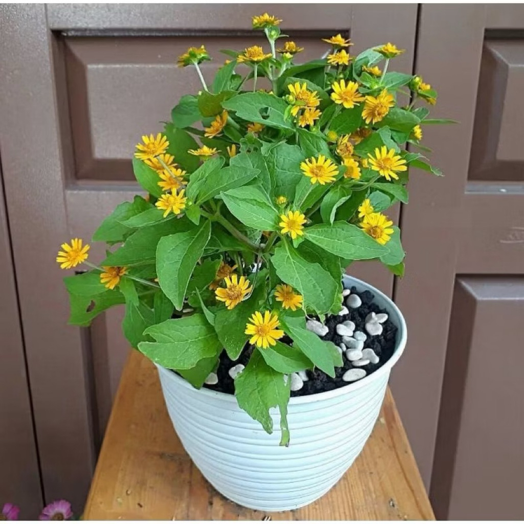 Tanaman Bunga Butter Daisy ( Melampodium)Seribu Bintang Mini pohon hidup
