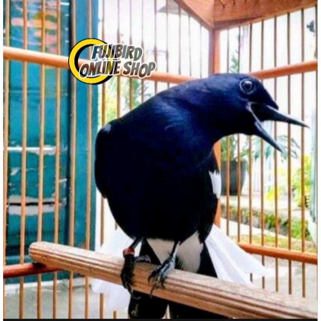 BURUNG KACER DADA HITAM JADI GACORAN RAJIN PILIHAN