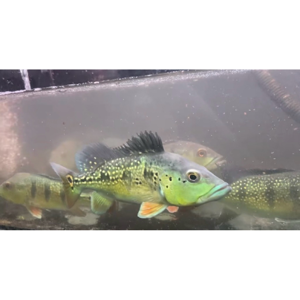 ikan pbass kalberi / pbass / predator