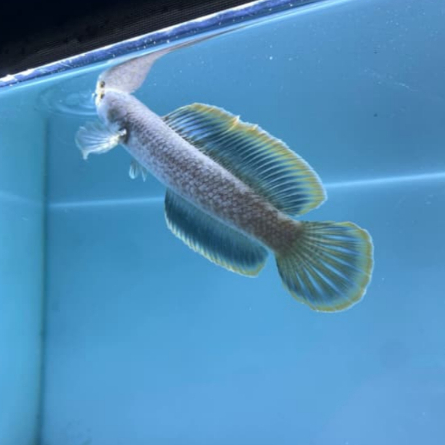 Limbata Hf Original Rim Tebal / Limbata High Fin Super Rim