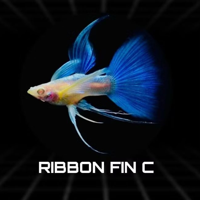 guppy sky blue ribbon fin c kualitas sortiran indukan hiasan aquarium