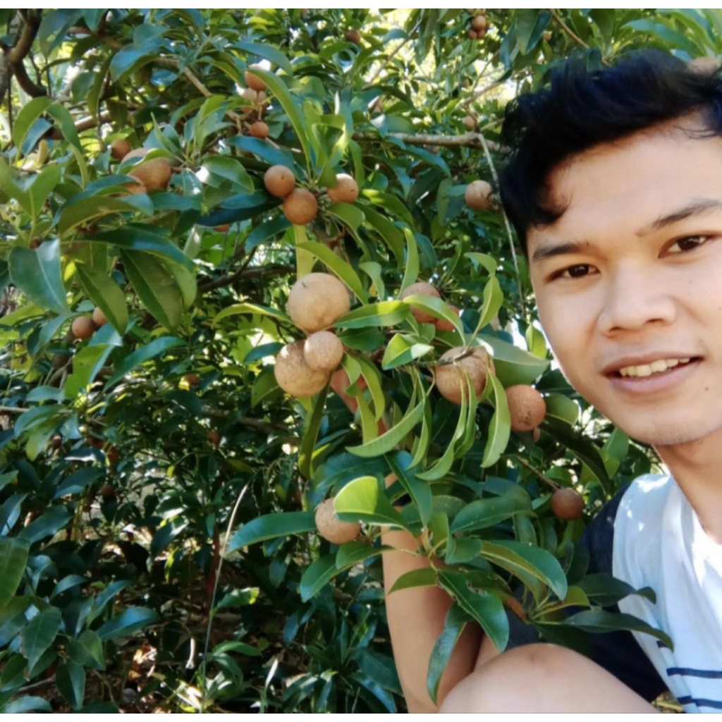 Bibit Buah Sawo Manila Sawo Jumbo Cepat Berbuah Lebat