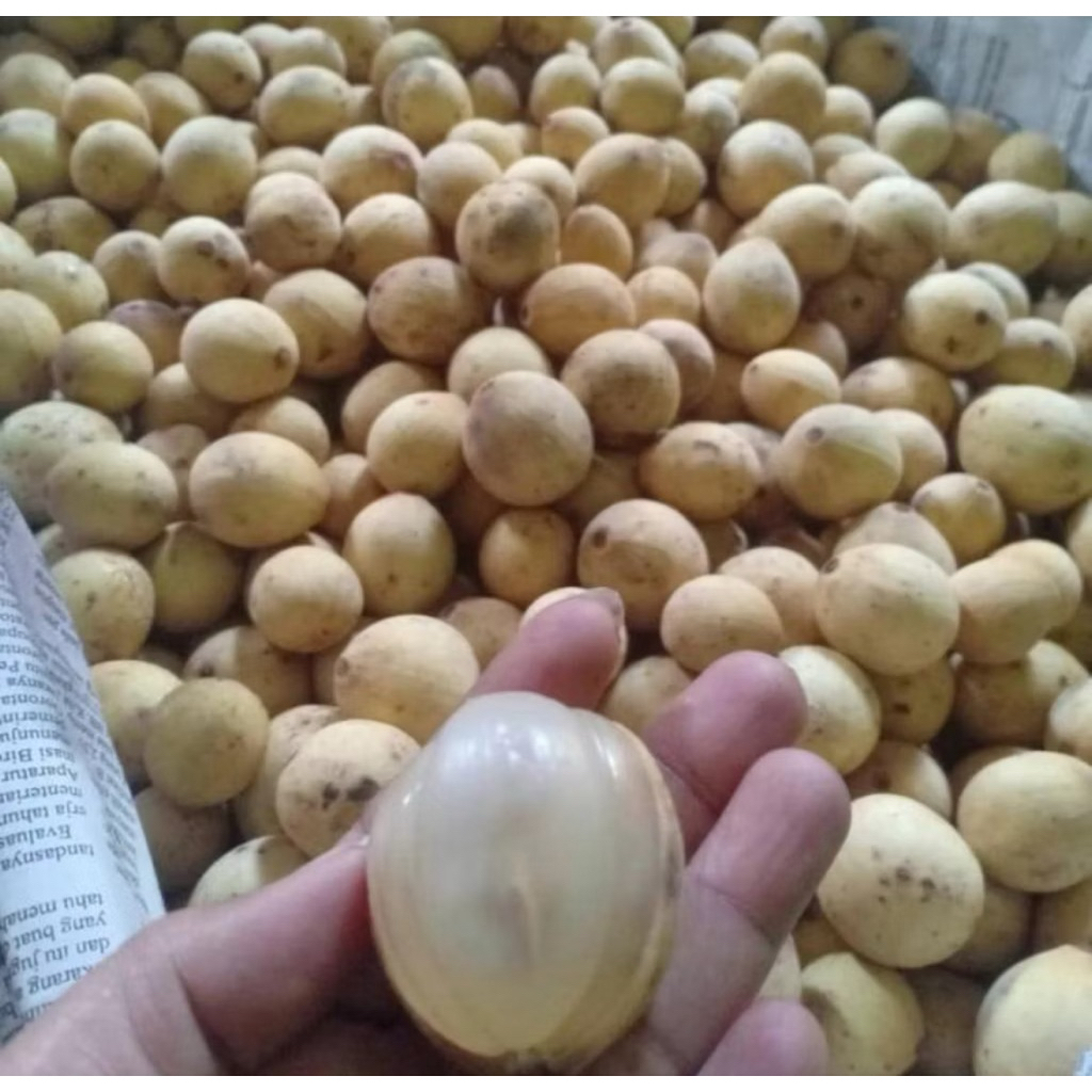 Buah Duku ASLI Palembang 1 Kilogram