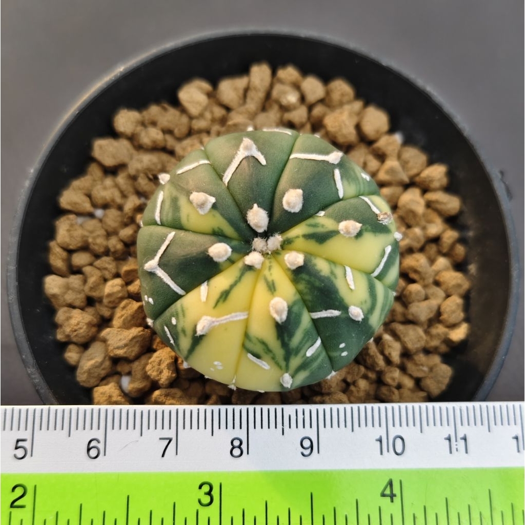 Astrophytum asterias V type variegata