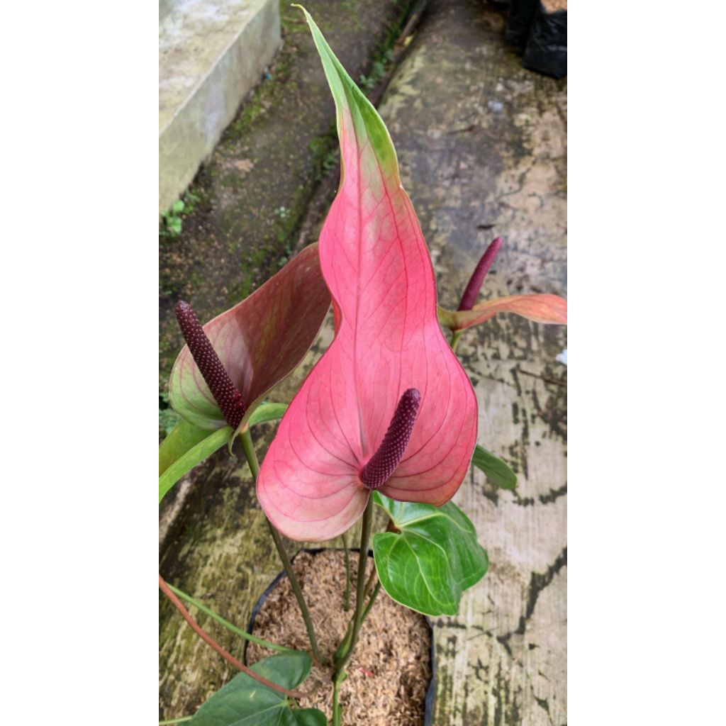 Anthurium lidah pink anthurium bunga
