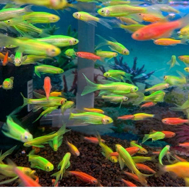 Ikan Danio Slayer Hijau / ikan hias danio harga perekor only instant dan sameday