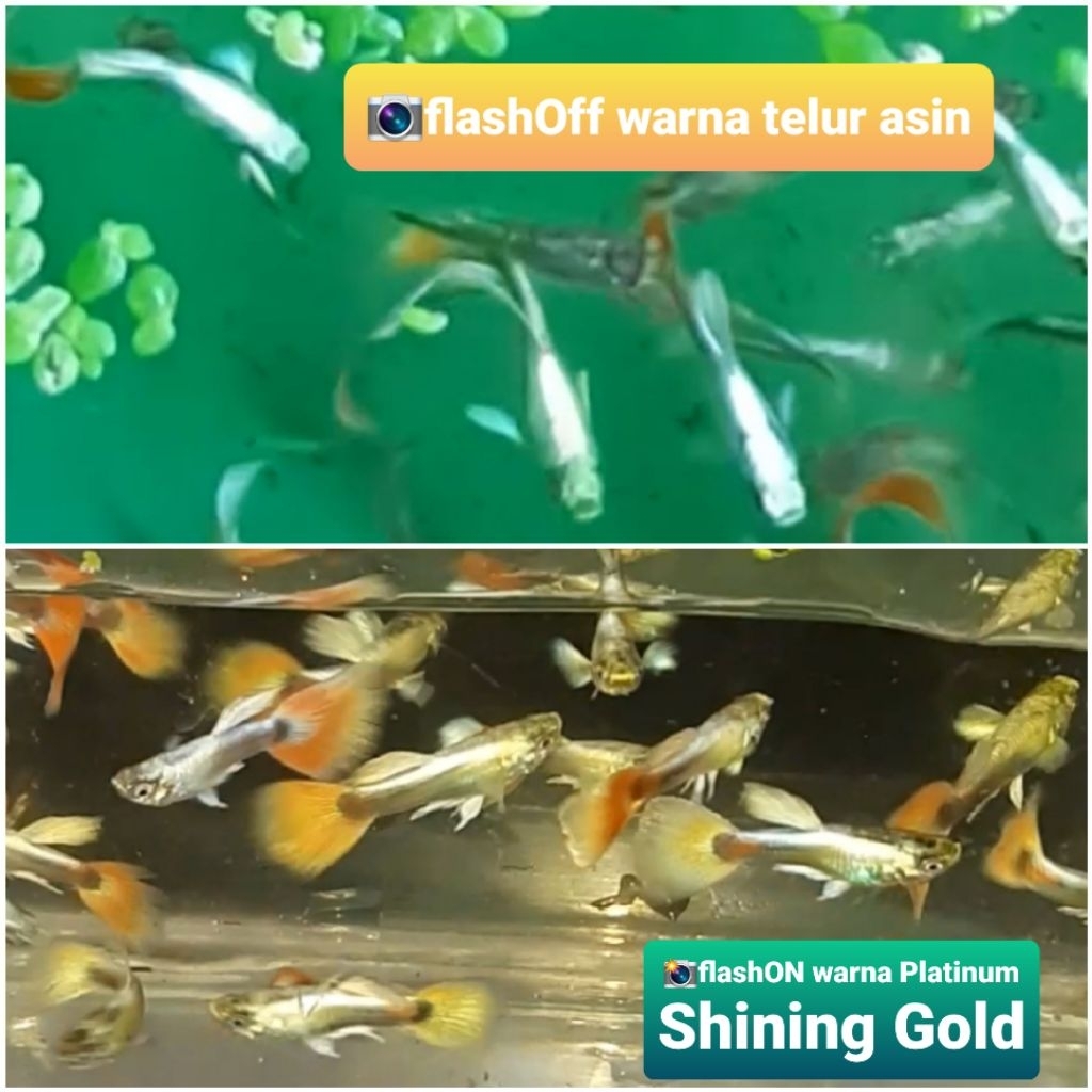 platinum shining gold guppy psg paket trio 3 ekor