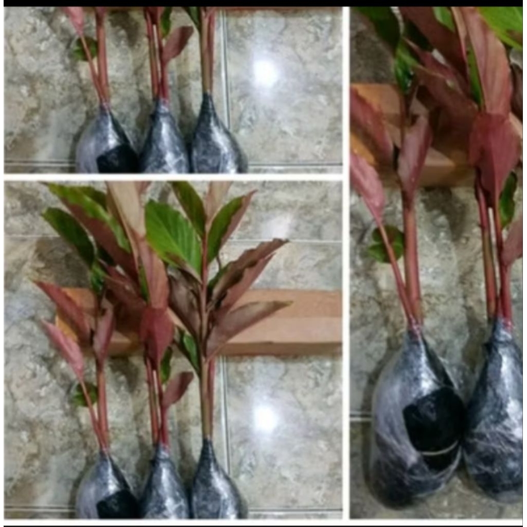 bibit kecombrang/combrang merah