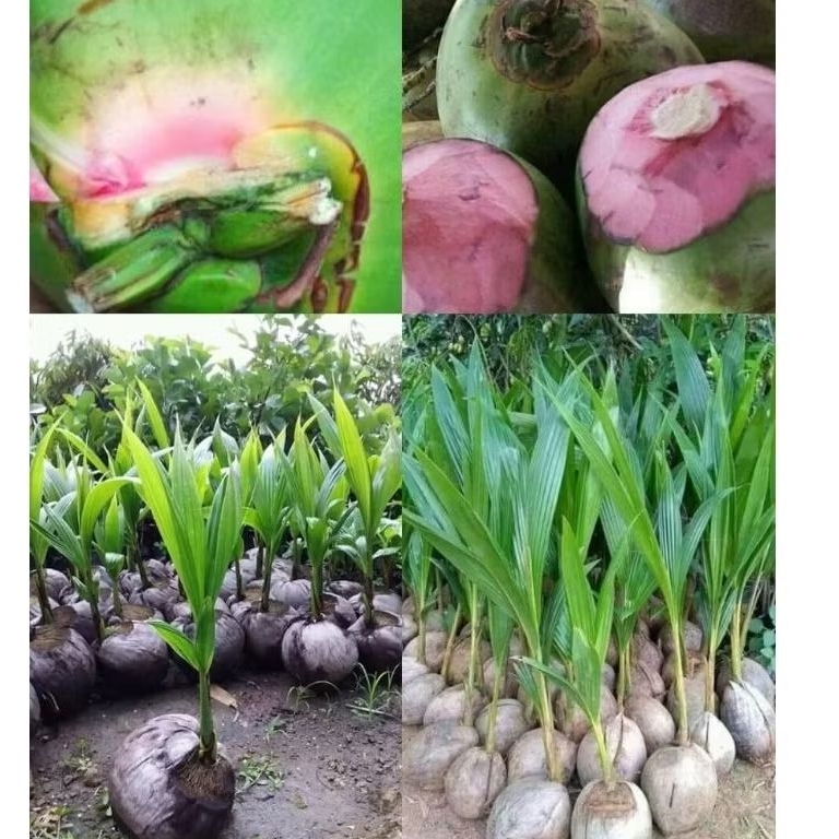 Bibit kelapa hijau Wulung asli 100% bibit kelapa hijau Wulung termurah