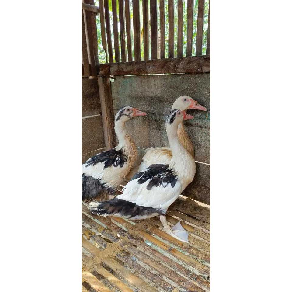 TELOR ENTOK RAMBON JUMBO FERTIL SIAP UNTUK DI TETASKAN
