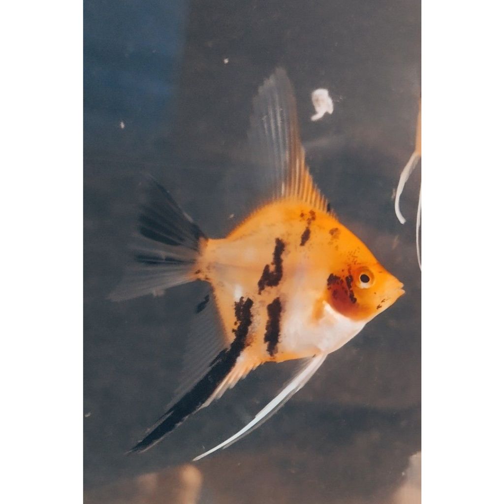 manfish red devil