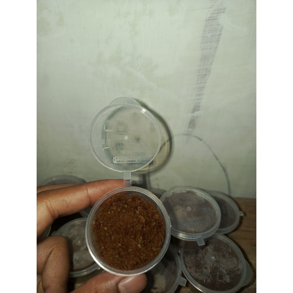spora  platycerium ridleyi toples 20ml