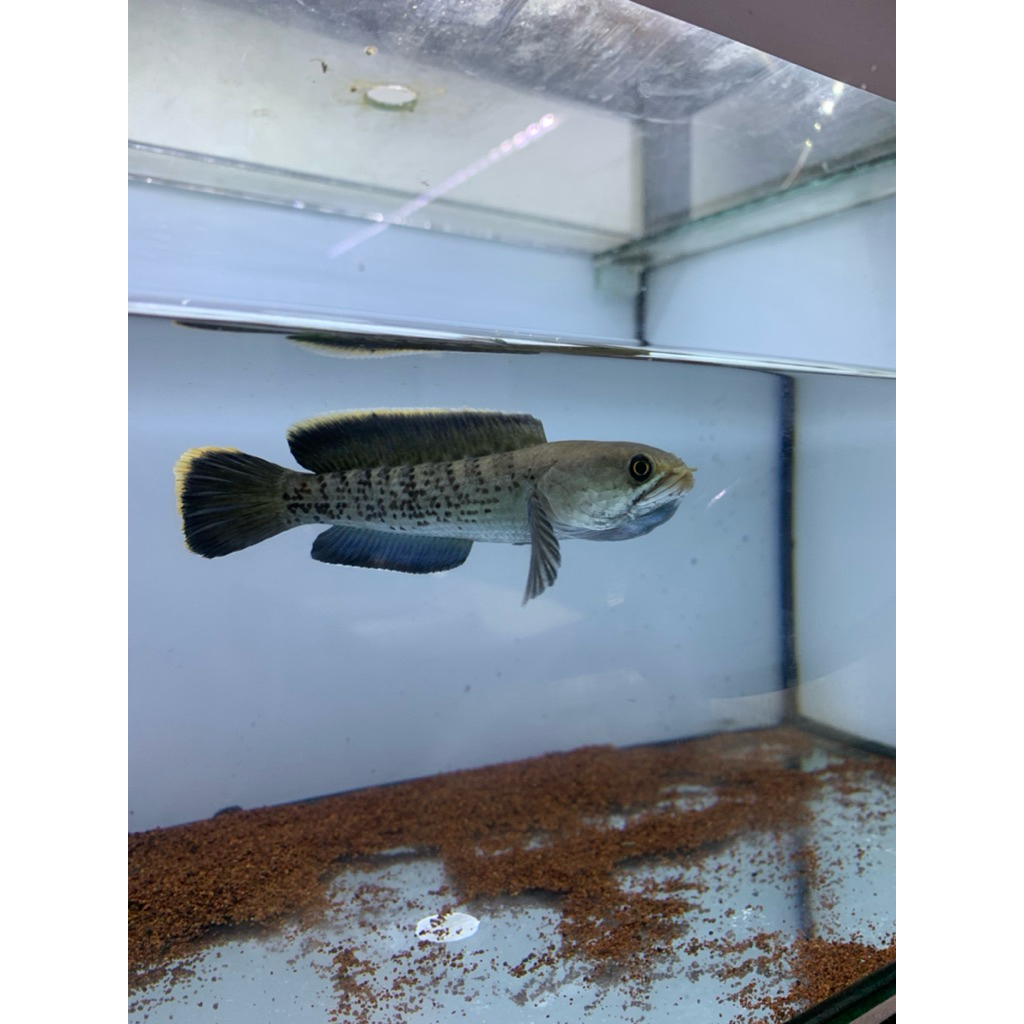 channa stewarti
